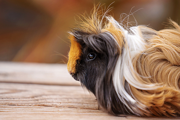 포토 JPG 해외이미지 동물 여자 남자 얼굴 백그라운드 가정 포옹 자연 털 사람없음 목재 반려동물 갈색 검은색 가축 코트 흰색 돼지 달콤 소프트포커스 설치류 주머니 기르기 돌봄 반응 수목 수유 취급주의 해외포토 나무 컬러 재료 포유류 안기 모션 촬영기법 경고 사람 신체부위 외투 맛 생태계 파일형식 이미지허브