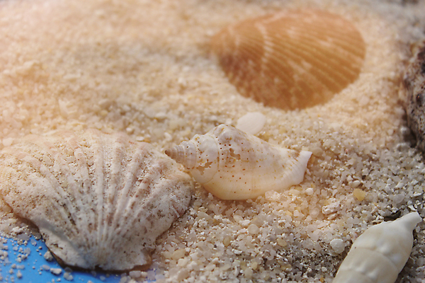 포토 JPG 해외이미지 모래 바다 섬 여행 백그라운드 자연 휴가 조개 불가사리 사람없음 물 여름 모래사장 햇빛 항구 봄 산책로 수확 껍질 소라 복고 내추럴 단절 파라다이스 해외포토 자연요소 계절 길 농업 교통시설 어패류 극피동물 태양 생태계 파일형식 이미지허브