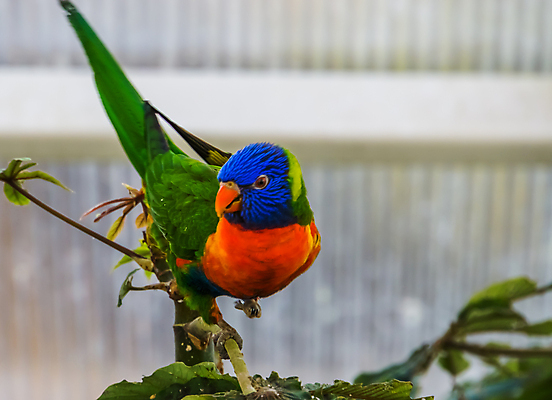 포토 JPG 해외이미지 나무 동물 여자 남자 얼굴 무지개 오렌지 조류 종류 앉기 사람없음 초록색 파란색 반려동물 컬러풀 머리 활발 호주 깃털 앵무새 새장 남쪽 강렬 돌봄 이국적 인기 진실 해외포토 자연요소 식물 컬러 컨셉 과일 모션 사람 신체부위 오세아니아 방향 케이지 파일형식 이미지허브