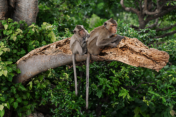 포토 JPG 해외이미지 나무 동물 공원 아시아 얼굴 야생동물 포유류 가족 아프리카 태국 자연 엄마 털 앉기 풍경 사람없음 야외 목재 초록색 갈색 머리 환경 고양이 원숭이 표현 아기 숲 사자 열대우림 사파리 육식동물 멸종 유인원 내추럴 암사자 이국적 전국 해외포토 식물 공공시설 나라 컬러 재료 관계 모션 사람 신체부위 반려동물 암컷 생태계 파일형식 이미지허브