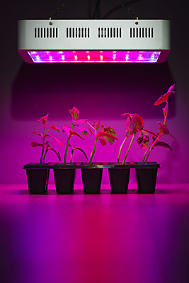 포토 JPG 해외이미지 식물 음식 백그라운드 컨셉 잎 농업 자연 추상 조명 오이 주택 실내 사람없음 빨간색 초록색 경제 파란색 빛 컬러풀 새싹 환경 보라색 검은색 힘 장비 램프 냄비 작음 오브젝트 에코 상업 내추럴 다이오드 스펙트럼 인공 자외선 주도 카피스페이스 해외포토 산업 컬러 무늬 채소 내부 건물 공백 예절 솥 크기 생태계 파일형식 이미지허브