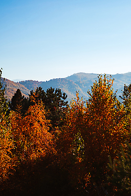 포토 JPG 해외이미지 주간 하늘 단풍나무 산 사람없음 야외 가을풍경 숲 루마니아 해외포토 자연요소 나무 유럽 단풍 풍경 파일형식 가을_계절 이미지허브
