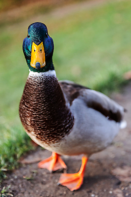 포토 JPG 해외이미지 동물 야생동물 신체 날개 자연 조류 생물 오리 사람없음 가축 부리 청둥오리 내추럴 해외포토 생태계 파일형식 이미지허브