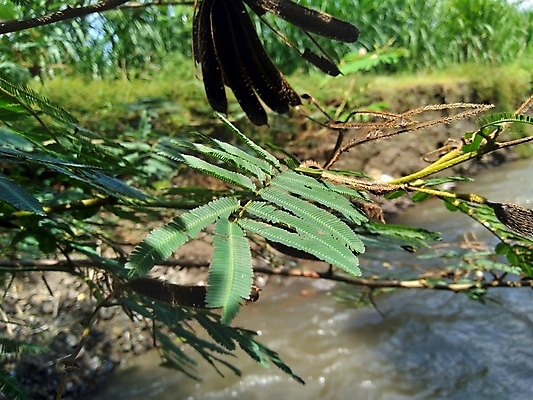 포토 JPG 해외이미지 나무 식물 꽃 줄기 분홍색 백그라운드 잎 꽃무늬 패턴 자연 벽지 추상 사람없음 야외 초록색 컬러풀 뷰티 머리카락 정원 보라색 검은색 봄 들꽃 신선 닫기 소프트포커스 허브 묘사 내추럴 이국적 해외포토 계절 컬러 무늬 모션 촬영기법 머리 생태계 파일형식 이미지허브