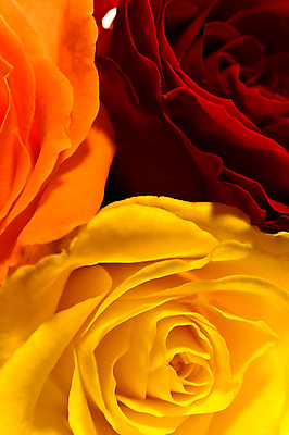 포토 JPG 해외이미지 식물 계절 기념일 꽃잎 꽃 결혼 백그라운드 컨셉 잎 꽃무늬 패턴 오렌지 자연 휴가 기념 발렌타인데이 3 선물 사랑 사람없음 장식 빨간색 세로 뷰티 장미 머리 정원 벚꽃 축하 신선 오픈 그룹 우아함 닫기 유혹 자르기 싱글 열정 완전 해외포토 감정 컬러 무늬 과일 모션 데이이벤트 이벤트 신체부위 생태계 파일형식 이미지허브