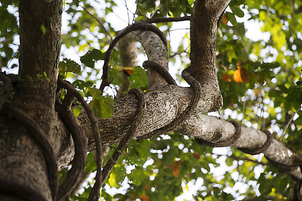 포토 JPG 해외이미지 나무 식물 아시아 태국 자연 국립공원 사람없음 동남아시아 숲 해외포토 공원 나라 생태계 파일형식 이미지허브