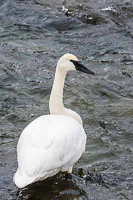 포토 JPG 해외이미지 동물 야생동물 북아메리카 조류 사람없음 미국 백조 물새 와이오밍 해외포토 아메리카 파일형식 이미지허브