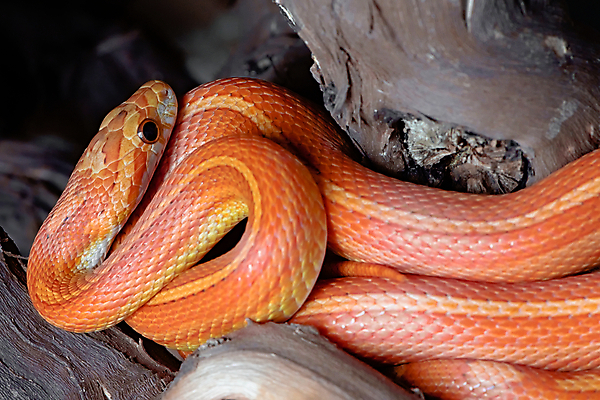 포토 JPG 해외이미지 동물 응시 얼굴 패턴 신체 의자 오렌지 파충류 자연 따뜻함 저울 옥수수 앉기 사람없음 빨간색 빛 울타리 반려동물 노란색 머리 나뭇가지 입 뱀 우아함 매끈함 피부 꼬리 통나무 목 서식지 다리찢기 감싸기 복잡 얇은 해외포토 나무 시선 컬러 가구 컨셉 무늬 과일 모션 곡류 신체부위 담장 감각 생태계 파일형식 이미지허브
