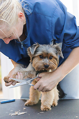포토 JPG 해외이미지 여자 발 실내 한명 들기 상반신 성인 앞모습 반려동물 잡기 개 자르기 요크셔테리어 돌봄 미용가위 애견미용 성인여자한명만 해외포토 동물 1 뷰포인트 포유류 모션 가위_도구 사람 내부 신체부위 뷰티 미용용품 테리어 여자한명만 성인여자만 파일형식 이미지허브