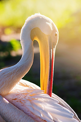 포토 JPG 해외이미지 동물 1 공원 야생동물 분홍색 여행 백그라운드 컨셉 자연 조류 휴식 동물원 사람없음 컬러풀 햇빛 뷰티 환경 흰색 우아함 보호 큼 플라밍고 펠리컨 깃털 생태계 질감 부리 멸종 해외포토 멸종위기종 공공시설 컬러 태양 크기 파일형식 이미지허브