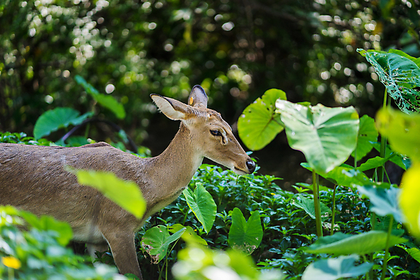 포토 JPG 해외이미지 동물 공원 여자 얼굴 야생동물 여행 백그라운드 포유류 아프리카 자연 사슴 동물원 서기 사람없음 야외 초록색 갈색 머리 황무지 닫기 먹기 사파리 귀 영양 남쪽 내추럴 전국 해외포토 공공시설 나라 컬러 모션 사람 신체부위 방향 생태계 파일형식 이미지허브
