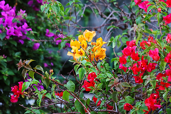 포토 JPG 해외이미지 나무 식물 계절 공원 꽃 종이 벽 분홍색 백그라운드 잎 꽃무늬 오렌지 자연 벽지 주택 사람없음 장식 빨간색 초록색 파란색 컬러풀 뷰티 노란색 정원 보라색 봄 벚꽃 흰색 신선 개화 황금 자주색 제비꽃 질감 내추럴 이국적 해외포토 공공시설 컬러 무늬 과일 건물 생태계 파일형식 이미지허브