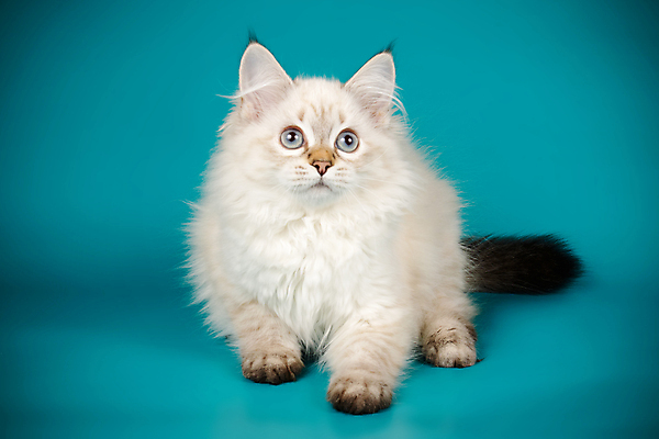 포토 JPG 해외이미지 한마리 사람없음 파란색 반려동물 고양이 네바마스커레이드 해외포토 동물 1 컬러 포유류 파일형식 이미지허브