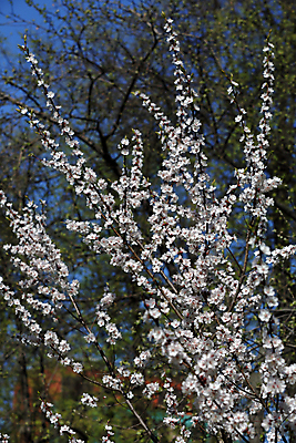 포토 JPG 해외이미지 주간 나무 사람없음 야외 뷰티 봄 벚꽃 나뭇가지 해외포토 자연요소 식물 계절 꽃 파일형식 이미지허브