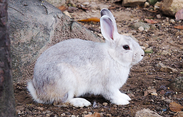 포토 JPG 해외이미지 동물 야생동물 백그라운드 포유류 자연 털 건강 동양인 사람없음 야외 초록색 반려동물 농장 고통 흰색 토끼 열 질병 상처 피부 감염 전염 멸종 솜털 박테리아 수의사 고립 돌봄 염증 해외포토 감정 컬러 농업 의학 모션 인종 신체부위 의사 생태계 파일형식 이미지허브