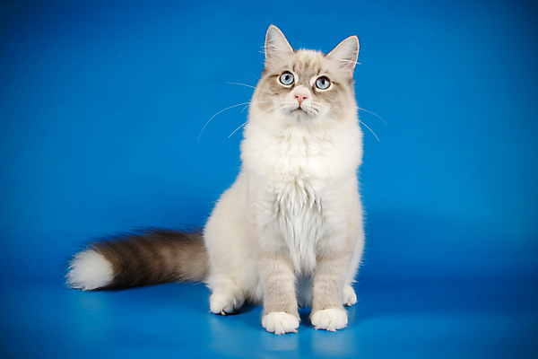 포토 JPG 해외이미지 한마리 사람없음 파란색 반려동물 고양이 네바마스커레이드 해외포토 동물 1 컬러 포유류 파일형식 이미지허브