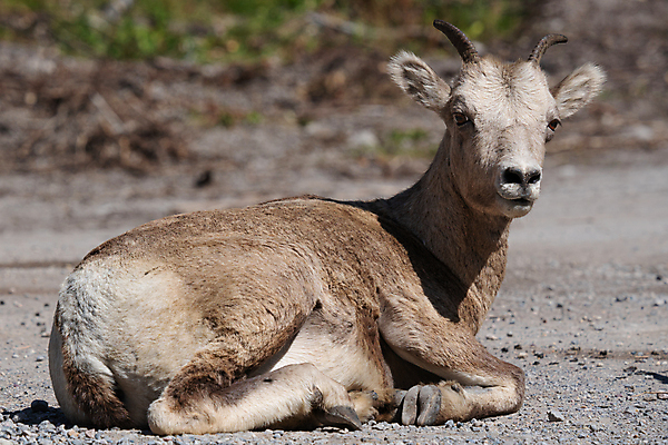 포토 JPG 해외이미지 동물 야생동물 캐나다 포유류 자연 파노라마 종류 풍경 사람없음 야외 환경 양 황무지 생태계 내추럴 동물상 앨버타 해외포토 북아메리카 촬영기법 조형물 파일형식 이미지허브