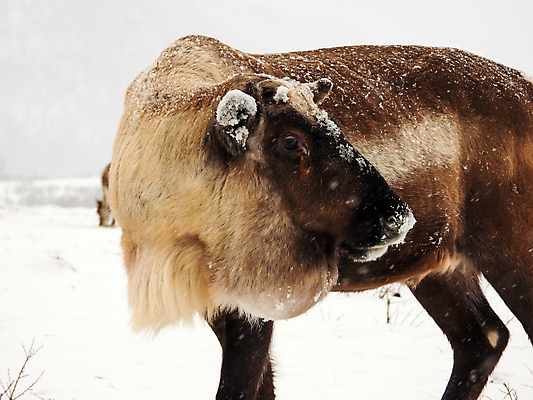 포토 JPG 해외이미지 주간 야생동물 겨울 사슴 노르웨이 사람없음 야외 북극 해외포토 자연요소 동물 계절 유럽 포유류 극지방 파일형식 이미지허브