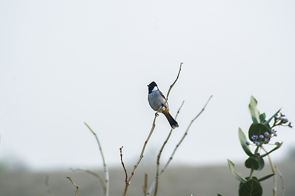 포토 JPG 해외이미지 나무 식물 동물 한마리 야생동물 자연 조류 하늘 사람없음 야외 아웃포커스 나뭇가지 테마 카피스페이스 해외포토 1 촬영기법 공백 생태계 파일형식 이미지허브