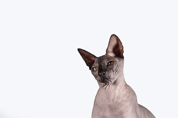 포토 JPG 해외이미지 한마리 응시 실내 사람없음 반려동물 귀여움 고양이 흰배경 스핑크스고양이 반려묘 해외포토 동물 1 시선 백그라운드 컨셉 포유류 내부 흰색 파일형식 이미지허브