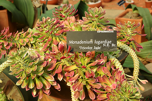 포토 JPG 해외이미지 나무 식물 계절 공원 꽃 분홍색 백그라운드 잎 꽃무늬 농업 자연 벽지 멕시코 선인장 건조 사람없음 야외 장식 초록색 뷰티 환경 정원 성장 벚꽃 나뭇가지 신선 삼 황금 닫기 허브 유기농 원예 내추럴 영원 해외포토 웰빙 공공시설 산업 컬러 북아메리카 무늬 채소 모션 취미 생태계 파일형식 이미지허브