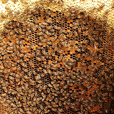 포토 JPG 해외이미지 동물 음식 곤충 백그라운드 패턴 오렌지 자연 세포 건강 사람없음 야외 약 농장 노란색 시골 신선 머리빗 황금 달콤 맛 꿀벌 배열 묘사 질감 꽃가루 육각형 꿀 벌집 내추럴 고립 밀랍 양봉 양봉장 왁스 폴리곤 해외포토 도형 컬러 컨셉 무늬 농업 과일 의학 미용용품 벌_곤충 가루 생태계 파일형식 이미지허브
