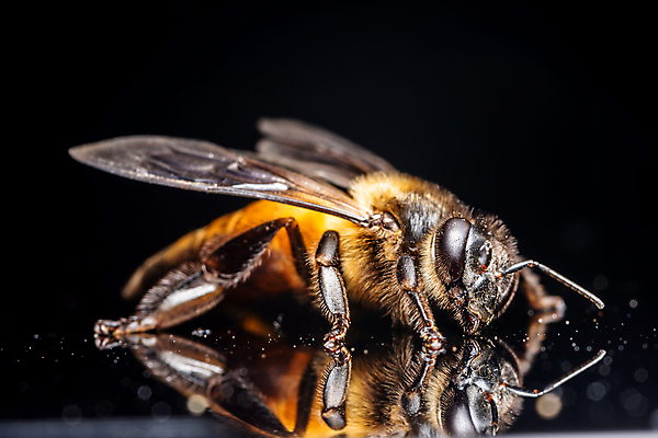 포토 JPG 해외이미지 곤충 백그라운드 사람없음 검은색 말벌 꿀 고립 해외포토 동물 컬러 벌_곤충 파일형식 이미지허브