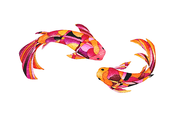 JPG 해외이미지 두마리 일러스트 사람없음 그림 비단잉어 해외일러스트 2 민물고기 파일형식 이미지허브