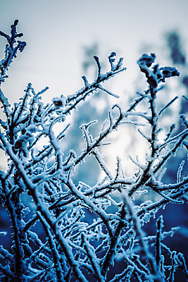 포토 JPG 해외이미지 주간 겨울 풍경 사람없음 야외 아웃포커스 나뭇가지 눈 상고대 겨울풍경 해외포토 자연요소 나무 계절 날씨 촬영기법 서리 파일형식 이미지허브