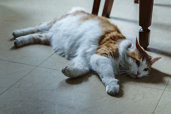 포토 JPG 해외이미지 동물 여유 얼굴 포유류 휴식 바닥 주택 털 사람없음 내부 빨간색 빛 반려동물 귀여움 고양이 놀람 흰색 머리위 부드러움 얼룩무늬 게으름 거짓말 해외포토 감정 컬러 컨셉 무늬 표정 건물 신체부위 감각 파일형식 이미지허브