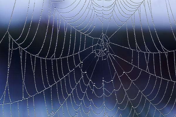 포토 JPG 해외이미지 디자인 백그라운드 패턴 자연 아침 추상 사람없음 야외 물 웹 어둠 젖음 물방울 그물 네트워크 실 닫기 떨어짐 이슬 연결 실크 거미줄 빗방울 묘사 보케 거미 내추럴 블러 아마추어 해외포토 주간 자연요소 곤충 컨셉 무늬 인터넷 모션 직물 비_날씨 생태계 파일형식 이미지허브