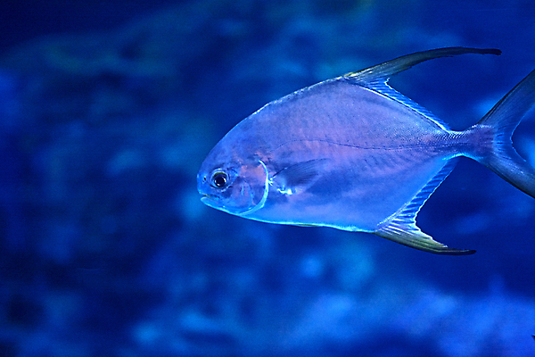 포토 JPG 해외이미지 동물 교육 야생동물 모래 바다 섬 과학 여행 자연 낚시 바닥 어류 사람없음 물 파란색 빛 햇빛 환경 수중 수영 침묵 탐험 그룹 황무지 스노클링 잠수부 보호 큼 아래 생태계 다이빙 생물학 장면 태평양 암초 수족관 서식지 내추럴 기후변화 깊이 해외포토 자연요소 컬러 컨셉 레저 날씨 태양 수중동물 소리 수상스포츠 변화 전문직 크기 방향 위치 수중스포츠 파일형식 이미지허브