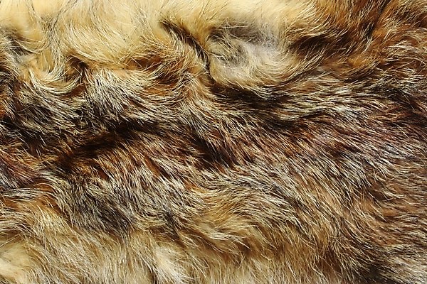 포토 JPG 해외이미지 동물 야생동물 백그라운드 표면 털 사람없음 피부 사냥 여우 부드러움 채석 해외포토 포유류 신체부위 감각 파일형식 이미지허브