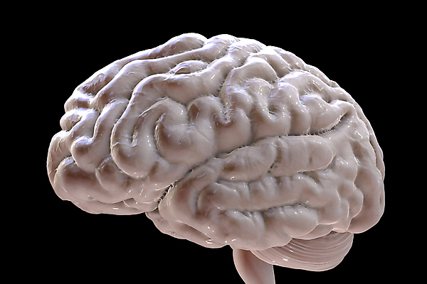 포토 JPG 해외이미지 모델 디자인 과학 백그라운드 신체 일러스트 해부 건강 사람 성인 사람없음 약 머리 3D 검은색 마음 오르간 불안 뇌 유기농 생물학 시스템 고립 지능 해외일러스트 웰빙 교육 감정 컬러 의학 신체부위 건반악기 디지털합성 파일형식 이미지허브
