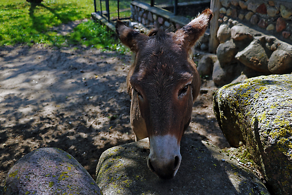 포토 JPG 해외이미지 동물 응시 행복 얼굴 야생동물 벽 백그라운드 농업 포유류 자연 동물원 사람없음 초록색 농장 갈색 머리 회색 시골 닫기 당나귀 밭일 벨로루시 해외포토 시선 감정 산업 컬러 모션 신체부위 말_동물 생태계 파일형식 이미지허브
