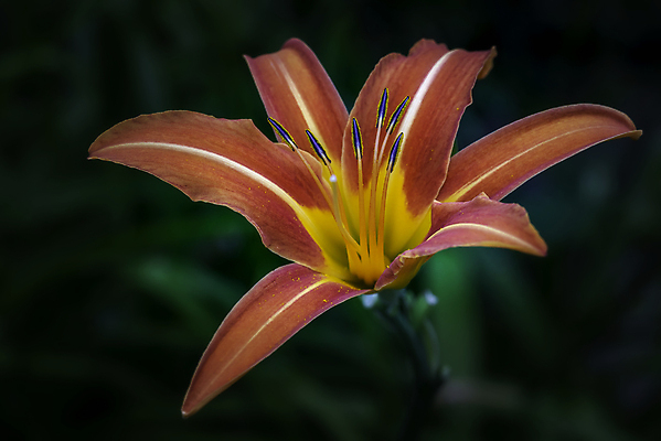 포토 JPG 해외이미지 식물 1 계절 꽃잎 꽃 꽃다발 꽃무늬 오렌지 자연 사람없음 야외 장식 가로 초록색 여름 컬러풀 노란색 정원 봄 활발 벚꽃 축하 신선 개화 우아함 백합 꽃집 묘사 싱글 꽃가루 내추럴 고립 해외포토 컬러 컨셉 무늬 과일 상점 가루 생태계 파일형식 이미지허브