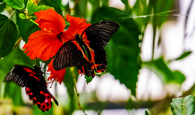 포토 JPG 해외이미지 식물 동물 꽃 아시아 나비 곤충 날개 날리기 종류 동양인 사람없음 빨간색 반려동물 장미 검은색 중국 마시기 벌레 수집 대만 진홍색 꿀 아욱 이국적 히비스커스 해외포토 나라 컬러 모션 인종 파일형식 이미지허브