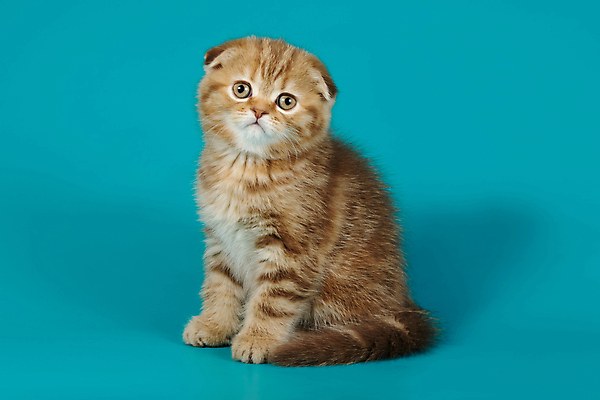 포토 JPG 해외이미지 한마리 응시 새끼 실내 앉기 사람없음 반려동물 귀여움 고양이 파란배경 스코티시폴드 반려묘 해외포토 동물 1 시선 백그라운드 컨셉 포유류 모션 내부 파란색 파일형식 이미지허브