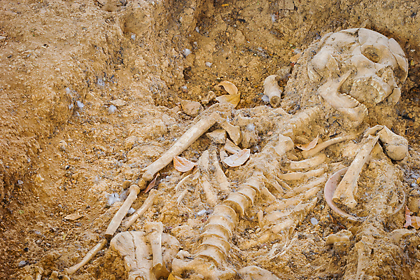 포토 JPG 해외이미지 학생 전통 남자 문화 얼굴 여행 신체 비즈니스 해부 모션 태국 휴가 뼈 골격 사람 인종 사람없음 여름 약 죽음 무덤 잠 역사 원주민 치아 선탠 위험 무서움 묘사 기념물 갈비뼈 옛날 장례식 파멸 해골모형 해외포토 계절 감정 아시아 컨셉 의학 신체부위 모형 소화기관 아프리카인 파일형식 소멸 이미지허브