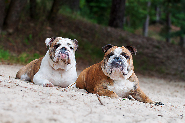 포토 JPG 해외이미지 주간 공원 남자 행복 휴식 따뜻함 앉기 사람없음 야외 반려동물 개 강아지 불독 해외포토 자연요소 동물 공공시설 감정 컨셉 포유류 모션 사람 파일형식 이미지허브