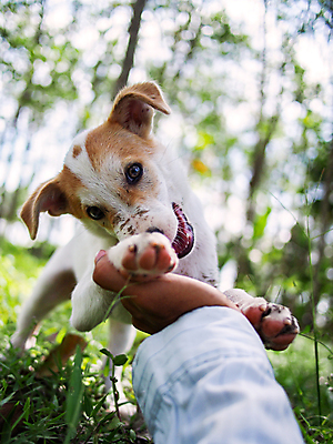 포토 JPG 해외이미지 식물 동물 손 공원 행복 장난 포유류 자연 놀이 사랑 사람 잔디 사람없음 야외 초록색 여름 반려동물 갈색 환경 정원 흰색 개 강아지 작음 주인 송곳니 내추럴 기르기 해외포토 계절 공공시설 감정 컬러 신체부위 치아 크기 생태계 돌봄 파일형식 이미지허브