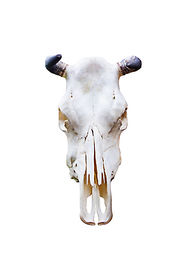 포토 JPG 해외이미지 동물 남자 밧줄 벽 백그라운드 신체 포유류 해부 자연 사슴 뼈 골격 뿔 미술 사람없음 장식 머리 검은색 운전 사막 흰색 죽음 소 큼 트로피 심볼 묘사 오브젝트 황소 사냥 고립 서쪽 옛날 해골모형 스타일 해외포토 줄 컬러 의학 모션 문화예술 사람 신체부위 모형 크기 방향 상_우승 생태계 파일형식 이미지허브