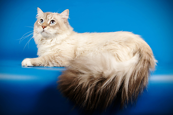 포토 JPG 해외이미지 한마리 사람없음 파란색 반려동물 고양이 네바마스커레이드 해외포토 동물 1 컬러 포유류 파일형식 이미지허브