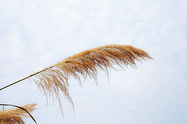 포토 JPG 해외이미지 주간 식물 계절 꽃 아시아 여행 백그라운드 잎 밭 태국 자연 하늘 거리 건조 동양인 사람없음 야외 햇빛 농장 농경지 노란색 활발 수확 시골 개화 저녁 언덕 복고 내추럴 해외포토 자연요소 나라 컬러 컨셉 농업 인종 태양 야간 생태계 파일형식 이미지허브