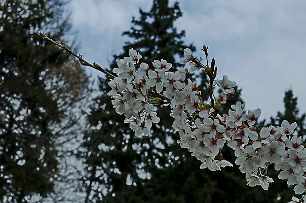 포토 JPG 해외이미지 나무 식물 계절 꽃잎 꽃 백그라운드 잎 자연 하늘 새로움 풍경 사람없음 파란색 뷰티 귀여움 일본 봄 벚꽃 흰색 나뭇가지 신선 개화 체리 닫기 부드러움 꽃수술 불가리아 생태학 해외포토 교육 아시아 컬러 컨셉 과일 모션 감각 생태계 파일형식 남유럽 이미지허브