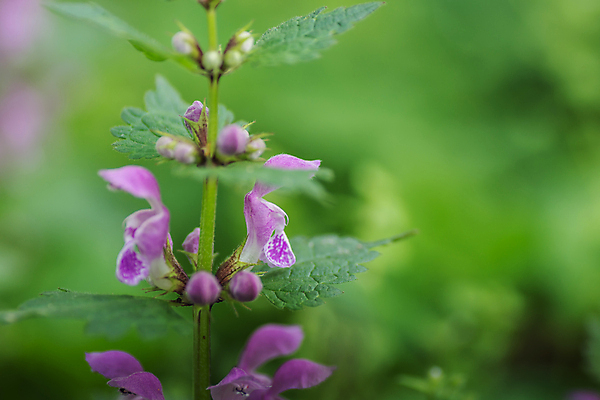 포토 JPG 해외이미지 식물 계절 꽃 지구 백그라운드 밭 자연 휴식 해바라기 부활절 선물 씨앗 사람없음 여름 빛 컬러풀 햇빛 태양 장미 노란색 환경 정원 봄 성장 벚꽃 신선 허브 원예 데이지 향기 아로마 시트 땅바닥 모종 생태학 해외포토 자연요소 교육 기념일 컬러 컨셉 농업 바닥 취미 생태계 냄새 파일형식 이미지허브
