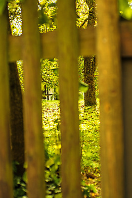 포토 JPG 해외이미지 나무 응시 계절 단풍 풍경 사람없음 목재 빛 울타리 태양 정원 맑음 시골 부드러움 숨기 스파이 해외포토 자연요소 식물 시선 잎 재료 모션 날씨 담장 감각 파일형식 이미지허브