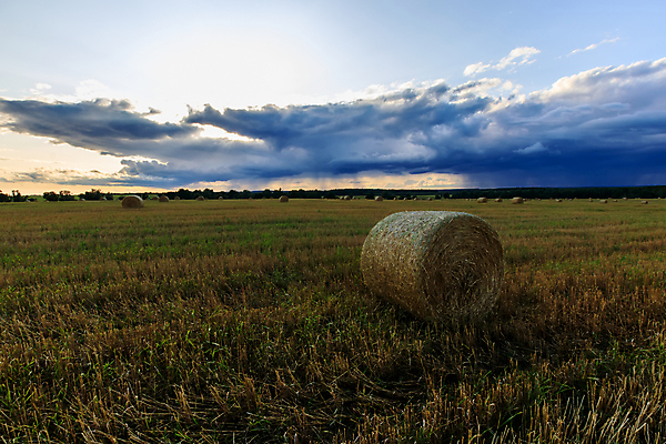 포토 JPG 해외이미지 식물 구름 음식 밭 농업 자연 하늘 건조 풍경 사람없음 야외 여름 파란색 농작물 햇빛 농장 노란색 쌓기 일출 일몰 수확 가을 시골 원형 황금 건초더미 볏짚 낟알 9월 땅 밀 러시아 롤 뭉치 밀짚 내추럴 밭일 호밀 수평선 해외포토 자연요소 도형 계절 유럽 산업 컬러 모션 곡류 태양 노을 날짜 건초 짚 생태계 파일형식 더미 이미지허브