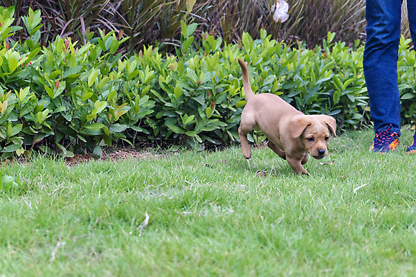 포토 JPG 해외이미지 동물 응시 행복 포유류 자연 사람없음 야외 반려동물 갈색 머리 개 리트리버 강아지 래브라도리트리버 혀 사냥개 송곳니 기르기 해외포토 시선 감정 컬러 신체부위 입 치아 생태계 돌봄 파일형식 이미지허브