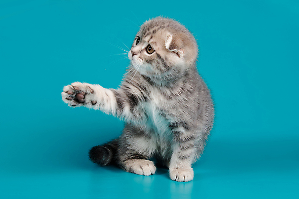 포토 JPG 해외이미지 한마리 새끼 실내 앉기 사람없음 반려동물 손들기 귀여움 고양이 파란배경 스코티시폴드 반려묘 해외포토 동물 1 백그라운드 컨셉 포유류 모션 내부 파란색 파일형식 이미지허브